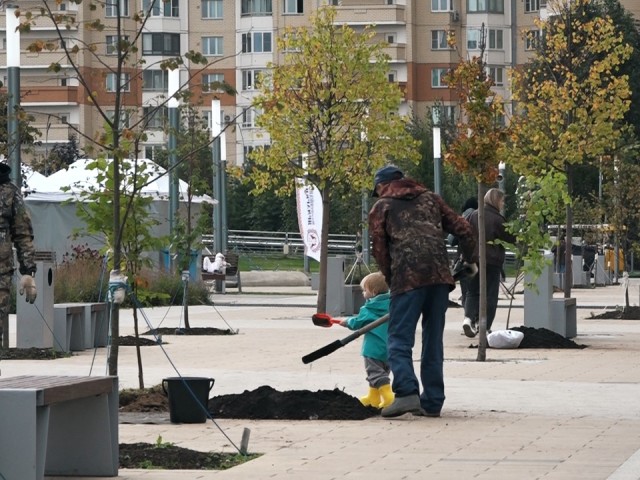 На набережной близ Никольского собора высадили 15 молодых лип