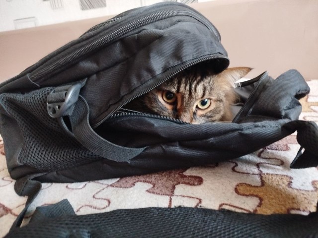 Опасная игра гормонов: как ложная беременность может привести к онкологии у кошек