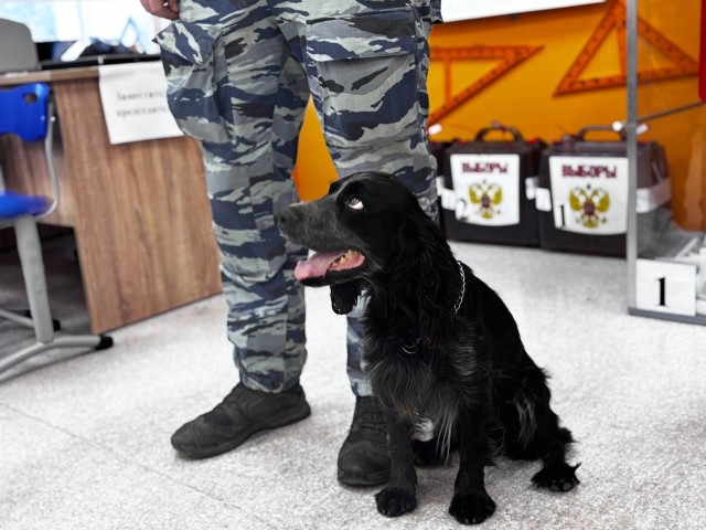 В Подольске на выборах около 140 участков проверили полицейские с собаками-офицерами