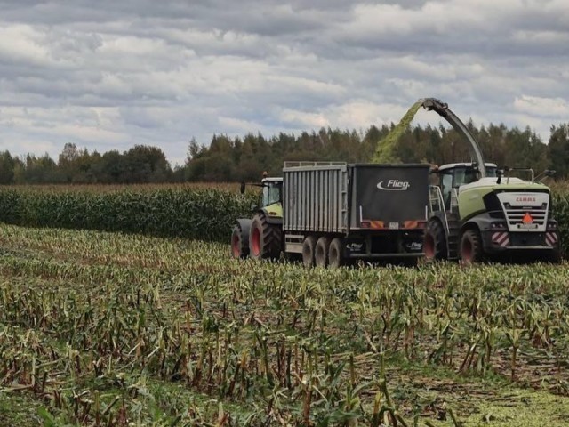 Уборочная кампания кукурузы в Волоколамске близка к завершению
