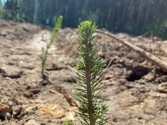 У деревни Красновидово высадили более 3 тыс. саженцев ели