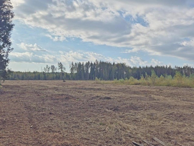 В Павлово-Посадском округе появятся свыше 10 га соснового леса