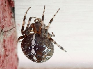 Краснокнижный денди и гигант-охотник: топ пауков Подмосковья от биолога Подковальникова
