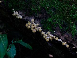 Мытищинская грибница собрала 10-килограммовый урожай опят