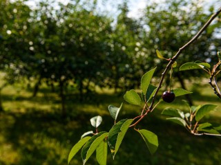 Крестьянское хозяйство из Коломны претендует на звание «Легендарный Фермер»