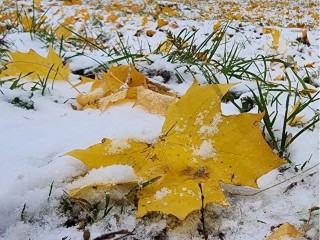 Первый снег в Подмосковье может выпасть еще до выходных
