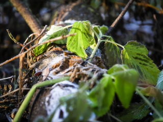 Это не повод для паники садоводов: в Каширу пришли первые заморозки