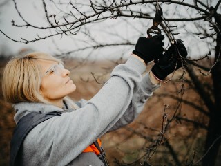 Соседские войны за тень: какие деревья нельзя сажать у границы участка