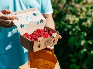 В Анциферове начался сбор сладкой малины