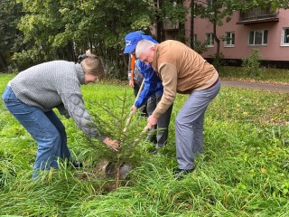 На улице Пойденко в Апрелевке высадили молодые ели в рамках экологической акции