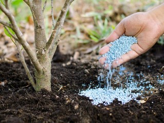 На улице Пионерской в Электрогорске высадят деревья и декоративные кустарники