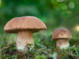 Легкий способ вырастить благородные грибы на дачном участке