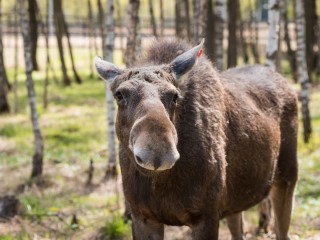 Специалисты «Лосиного острова» вернули заблудившегося в Москве лося в лес