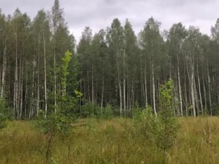 ТОП-3 округа Подмосковья, в которых можно выгодно приобрести земельные участки