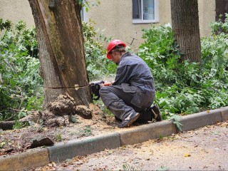 В Тучкове коммунальщики спилили аварийные деревья