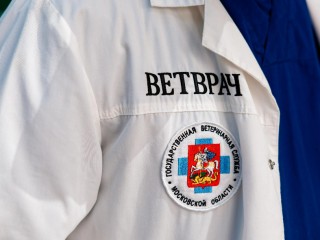 Сигналы о бездомных собаках поступили на горячую линию в Подмосковье