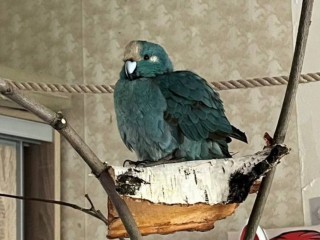 Под Солнечногорском разыскивают попугая изумрудного цвета, который любит ягоды