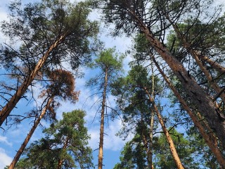 В Луховицах нашли потерявшегося грибника, он умер