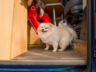 В октябре в Люберецких парках проведут бесплатную регистрацию и чипирование животных