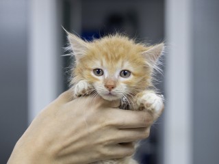В Дзержинском ищут добрые руки для рыжего котенка, спасенного от гибели