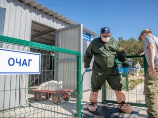 В Подмосковье ликвидировали условный очаг африканской чумы свиней