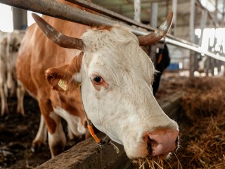 Трогать корову за вымя и одеваться в яркую одежду нужно 15 сентября