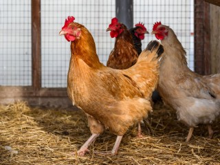 Семья из Балашихи развела курятник на балконе многоэтажки