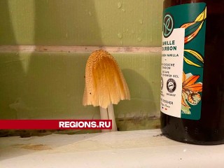 «Мерцающий» гриб вырос в ванной у жительницы Солнечногорска
