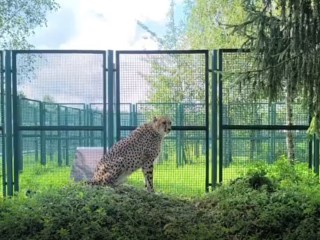 В Волоколамске поселилась пара молодых гепардов