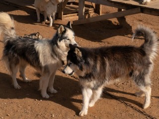 В Подмосковье ужесточат контроль за приютами для животных