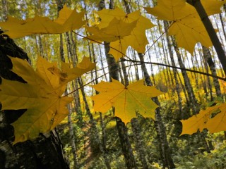 Икона из крупы и медведь из камыша: ученики школы № 1 открыли выставку поделок