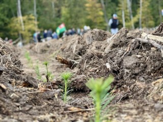 Акция по посадке леса завершилась в Подмосковье