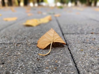 Как в Солнечногорске опавшие листья получают вторую жизнь