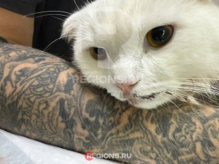 Переломанная челюсть: что грозит хозяйке кота, которая выбросила его с балкона в Одинцово
