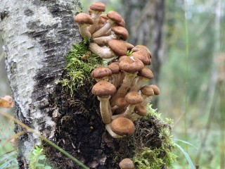 Полные корзины опят несут грибники из местных лесов