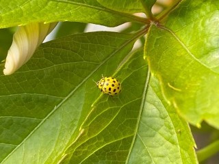 Разноцветные божьи коровки заполонили коттеджный поселок в Комарово
