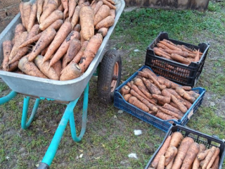 Как сохранить урожай моркови, научила дачница из Черноголовки