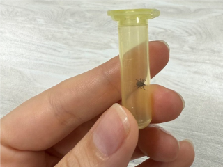 Жители по-прежнему рискуют быть укушенными клещами на даче или в лесу