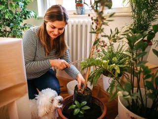 Какие комнатные комнатные растения могут быть смертельно опасными: о чем рассказал садовод