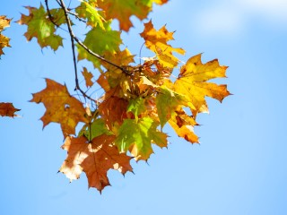 Дождь, снег или без осадков: какая погода ожидается на этой неделе в Подмосковье