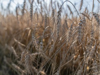 Урожай зерновых в Шаховском округе в 2025 году превысил 31 тыс тонн