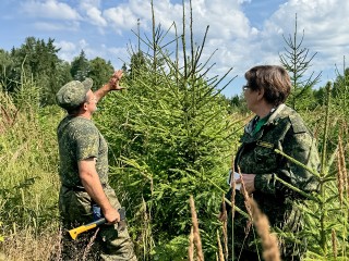 День работников леса 2025 в России: дата, история, традиции и значение праздника