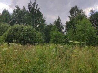 За неделю в Подмосковье с молотка ушли 63 земельных участка