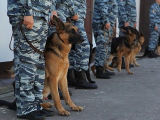 Для тренировки собак-ищеек разрешат использовать наркотики
