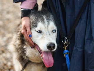 В округе ищут хозяев хаски с красным ошейником