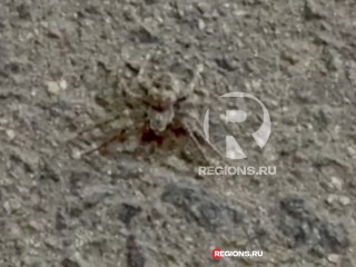Южнорусского тарантула снял на видео житель Балашихи