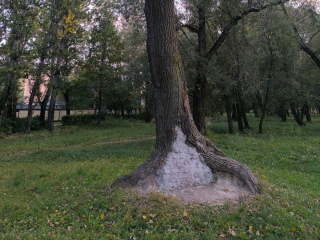 В Реутове забетонировали вековой дуб