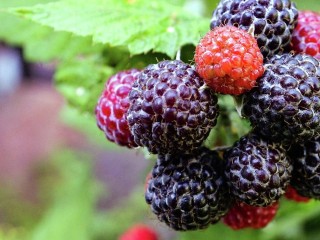 Не просто вкусно: подмосковный врач объяснила, как ежевика заботится о зрении, нервах и давлении