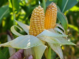 Жители Мошниц похвастались богатым урожаем кукурузы в соцсетях