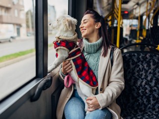 Бесплатно или платно: как перевозить собак, кошек и других питомцев в автобусах